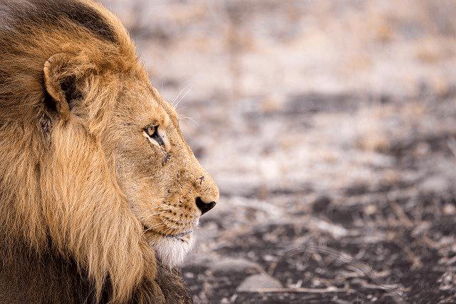 A picture of a lion in PNG format.