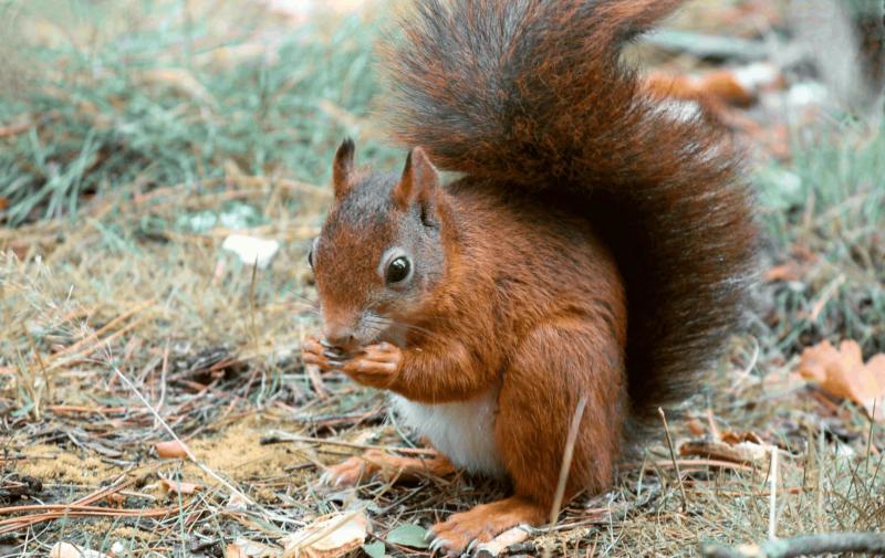 A squirrel eating a nut in the grass.