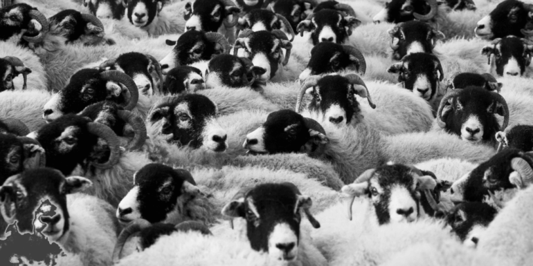 A herd of sheep.